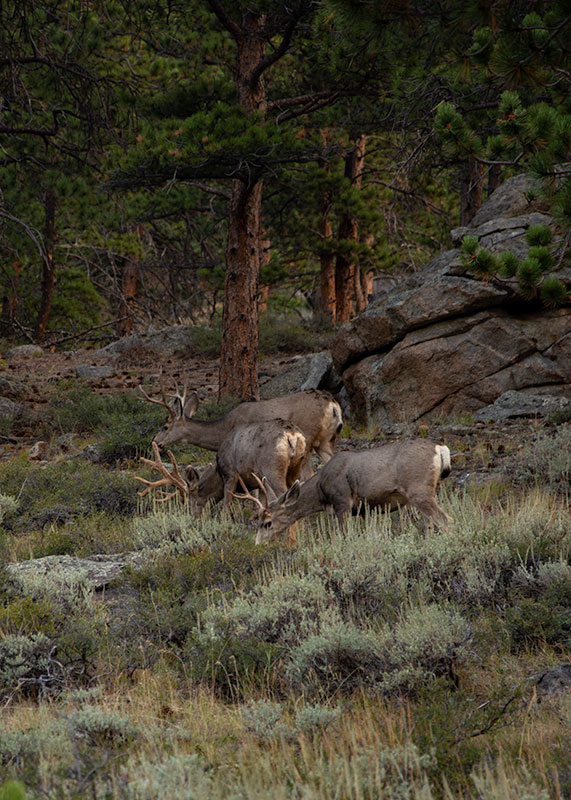 Colorado_Deer_9213.jpg