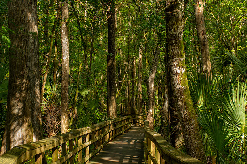 Cypress_Swamp_0726.jpg
